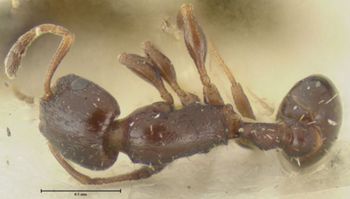 Media type: image;   Entomology 22784 Aspect: habitus dorsal view
